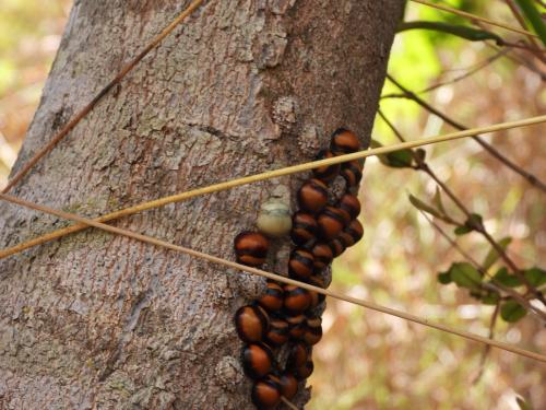 Réf. 316 464 : Libyaspis coccinelloides